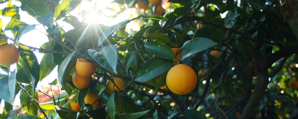 pianta di clementine usata per la raccolta dei frutti che vengono usati nei liquori calabro