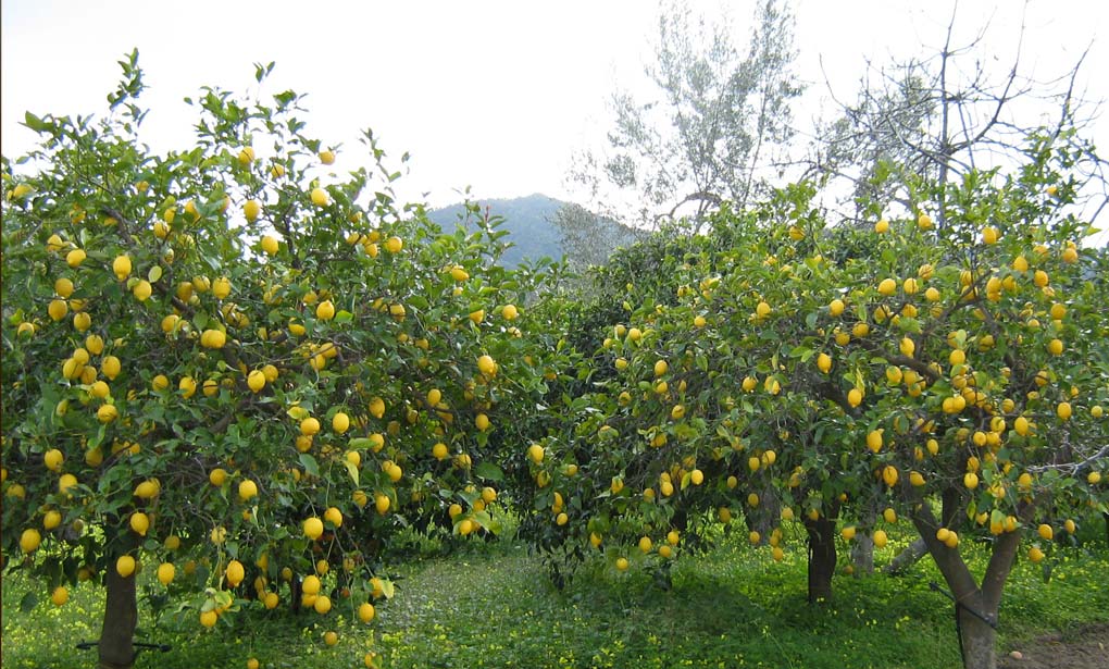 liquore con bergamotti calabresi