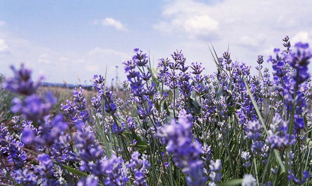 erbe aromatiche usate per produrre il liquore amaro calabro liquori