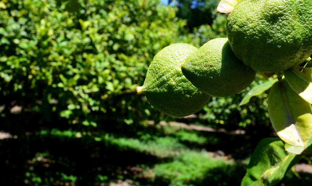 erbe aromatiche usate per produrre il liquore amaro calabro liquori