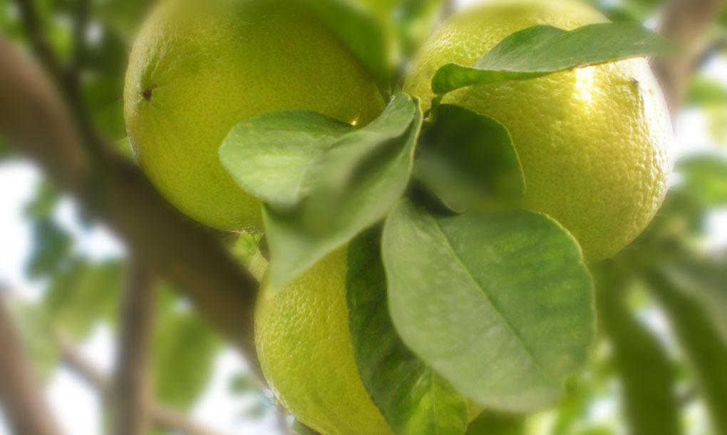 erbe aromatiche usate per produrre il liquore amaro calabro liquori