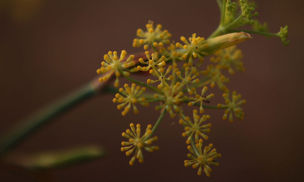 erbe aromatiche usate per produrre il liquore amaro calabro liquori