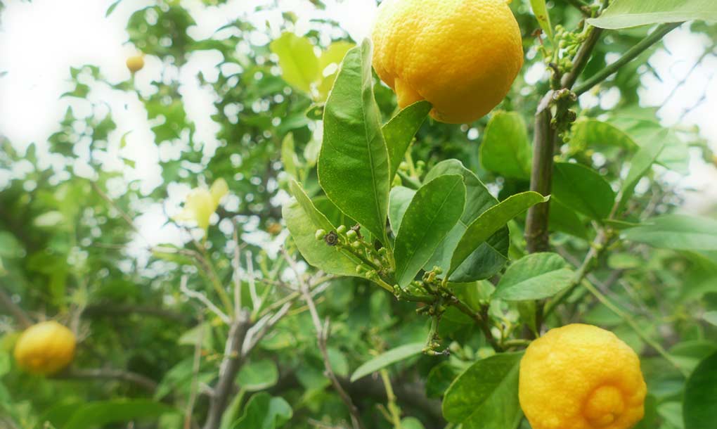 erbe aromatiche usate per produrre il liquore amaro calabro liquori
