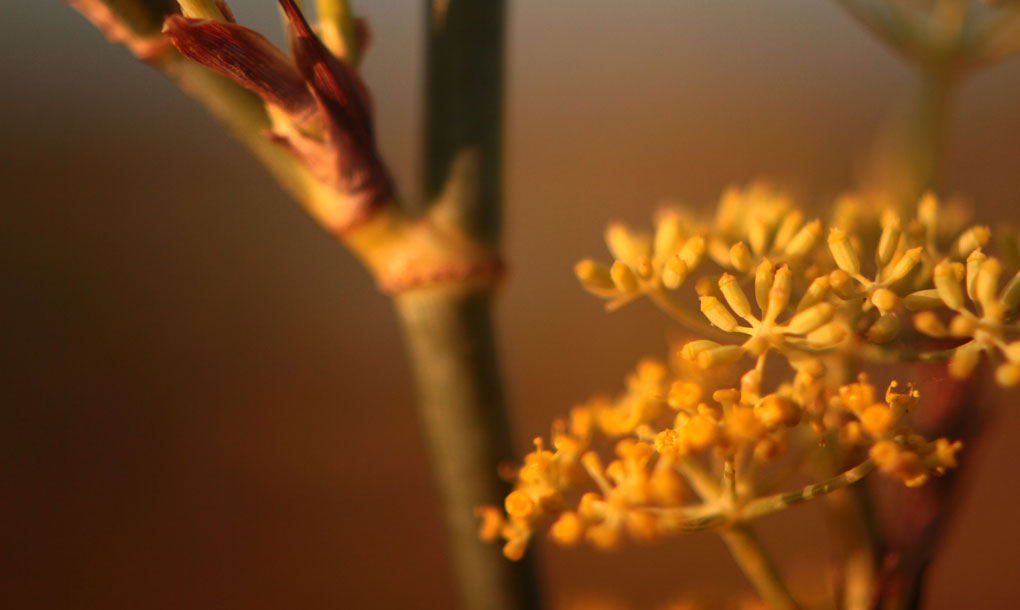 erbe aromatiche usate per produrre il liquore amaro calabro liquori